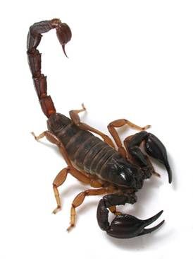 Scorpion Image, Blue Scorpion, Desert Scorpion, Best Coconut Oil, The Scorpions, Black Rock Desert, Pet Supplements, Beautiful Bugs, Types Of Animals