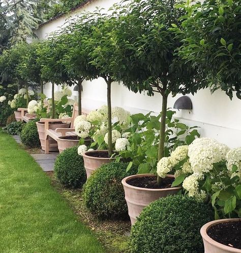 TRÄDGÅRDSINSPO 🌱 GARDENINSPO på Instagram: "Träd i kruka, buxbom och hortensia. Så fint tex mot en mur! 🌳🌳🌳@nete_hojlund" Portuguese Laurel, Garden Poster, Easy Patio, Large Backyard Landscaping, Patio Grande, Backyard Trees, Backyard Privacy, Diy Backyard Landscaping, Potted Trees