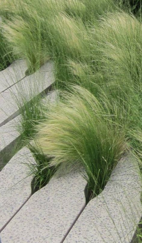 Mexican Feather Grass Care, Elephant Grass Plants, Feather Grass Landscaping, Beach Grass Landscaping, Mexican Feather Grass Landscaping, Grass Garden Landscaping, Poolside Plants, Grass Planting, Mexican Feather Grass