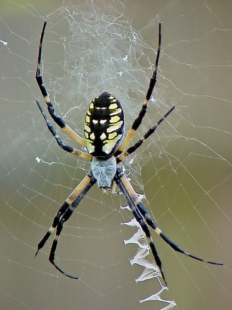 Common name: Black & yellow garden spider. Photographer: Image © Arch BakerPhotographer's website:http://abpic.smugmug.com/License/Copyright: Used with PermissionDescription: A female Argiope aurantia perched at the hub of her orb web. Part of the stabilimentum is visible here (the white zig-zag of silk in the web). Spider Images, Yellow Garden Spider, Spider Photo, Grandpa Tattoo, Paint Rack, Garden Spider, Bird People, Yellow Garden, Spider Tattoo