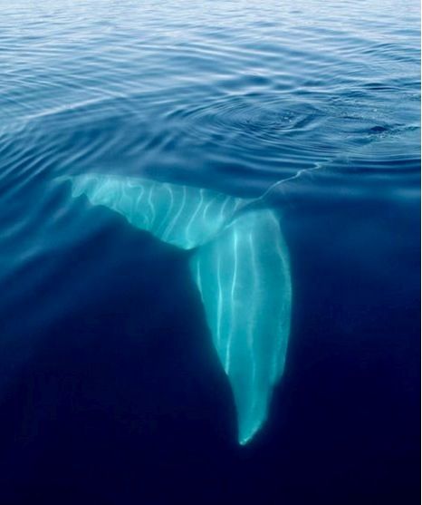 Blue Whale...Mirissa, Sri Lanka Baleen Whales, White Whale, Deep Blue Sea, Whale Tail, Marine Mammals, Sea Art, Blue Whale, Marine Animals, Ocean Creatures