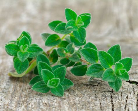 5 Ways to Use Fresh Oregano From Your Garden Greek Oregano, Oregano Chicken, Salmon Potato, Types Of Herbs, Oregano Oil, Rice Ingredients, Perennial Herbs, Natural Antibiotics, Culinary Herbs