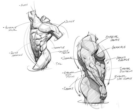 Deltoid Anatomy, Anatomy Muscles, How To Draw Muscles, Human Muscle Anatomy, Sculpture Techniques, Male Torso, Body Sketches, Manga Drawing Tutorials, Human Figure Drawing