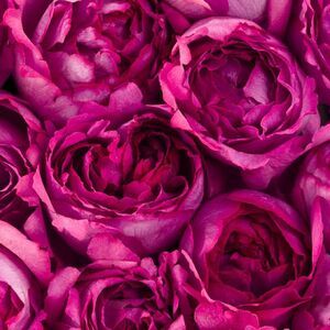 Magenta Aesthetic, Collateral Beauty, Purple Aesthetics, Hot Pink Roses, Viva Magenta, Color Study, Color Magenta, Radiant Orchid, Aesthetic Colors