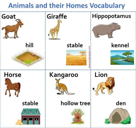 List of Animals and Their Homes Pdf, Wild Animals and Their Homes, Animals and Their Homes Ppt, Homes of Wild Animals, Farm Animals and Their Homes, Domestic Animals and Their Homes Pictures, Animals and Their Homes Worksheets, Animals, Their Babies and Homes Pictures Wild Animals And Their Homes, Animals And Their Homes Worksheets, Names Of Animals, Animals And Their Homes, Animal Homes, Animal Pictures For Kids, Spider Theme, Simple Images, Animal Adaptations