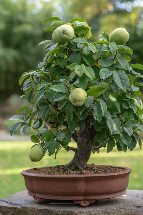 Quince Tree, Japanese Quince, Bacterial Diseases, Butterfly Species, Garden Guide, Ornamental Trees, Tree Care, Flowering Shrubs, Different Plants