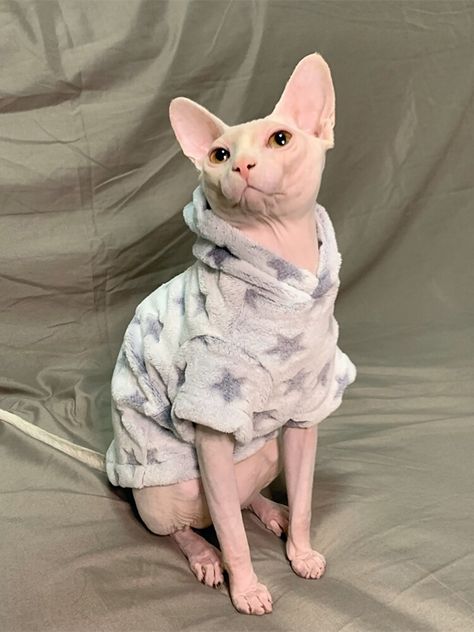 Sphynx Cat In Clothes, Fat Hairless Cat, Bambino Cat, Cute Hairless Cat, Hairless Cats, Sphynx Cat Clothes, Sphynx Cats, Sphinx Cat, Velvet Hoodie