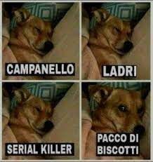 Mi sono ammazzata dal ridere🤣 Italian Memes, Serious Quotes, Bad Memes, Funny Scenes, Animals Friends, Funny Animal Videos, I Love Dogs, Funny Images, Pets Cats