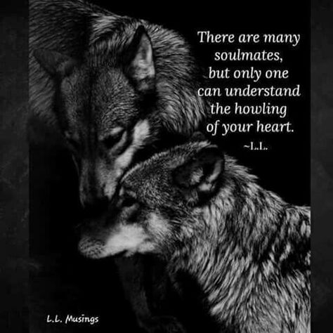 Lone Wolf Quotes, Wolf Black, Native American Quotes, Wolf Quotes, Wolf Spirit Animal, Wolf Love, Howling Wolf, Wolf Pictures, Wolf Spirit