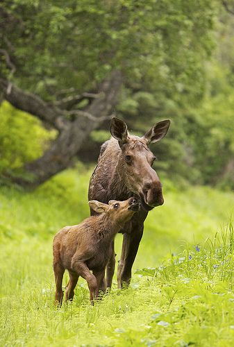 Moose calf nuzzling mom in the rain. | Flickr - Photo Sharing! Moose Pictures, Wild Animals Pictures, Deer Family, Mule Deer, Manx, Sweet Animals, Animal Planet, Animal Photo, Nature Animals