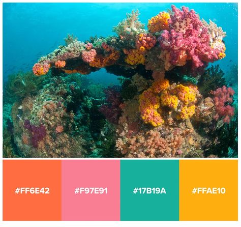 Reef Color Palette, Tropical Fish Color Palette, Coral Reef Colour Palette, Coral Color Pallete, Coral Reef Color Palette, Coral Aesthetic Ocean, Coral Reef Aesthetic, Reef Aesthetic, Reef Pictures