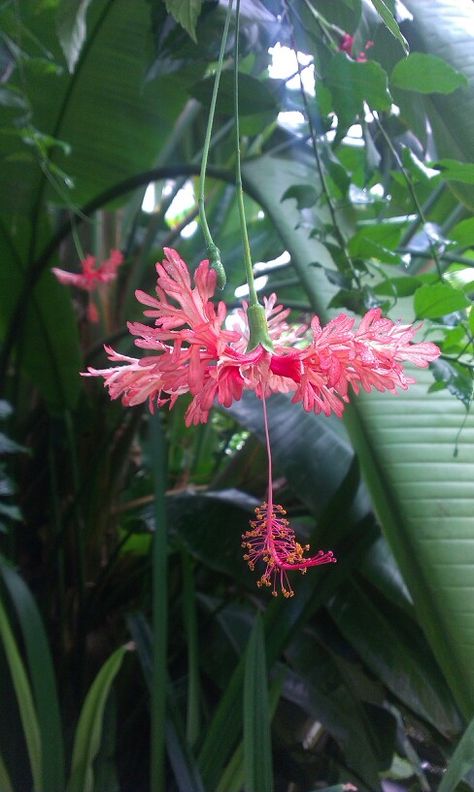 Hibiscus Schizopetalus, Orchid Planters, Plant Fungus, Room Deco, Nature Garden, Pretty Plants, Exotic Flowers, Flowers Nature, Cool Plants