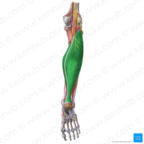 Torn Calf Muscle, Lower Limb Muscles, Soleus Muscle, Muscle Belly, Gastrocnemius Muscle, Human Muscle Anatomy, Calf Pain, Arteries And Veins, Spinal Nerve