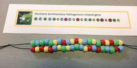 How to make a DNA Bracelet Dna Bracelet Tutorial, Dna Activities For Kids, Edible Dna Model Project, Dna Molecule Project, Dna Replication Activity, Dna Bracelet, Dna Activities, Dna Lab, Ag Projects