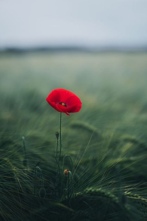 Remembrance Day Art, Poppy Wallpaper, Plant Images, Free Plants, Beautiful Flowers Wallpapers, Cute Wallpaper Backgrounds, Poppy Flower, Flower Backgrounds, Flowers Nature