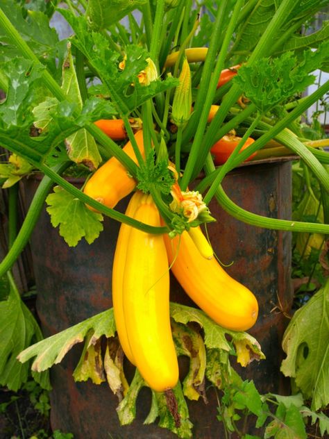 Growing Squash In Pots, Planting Squash In Garden, Container Squash How To Grow, Planting Squash In Containers, How To Grow Squash In Containers, Growing Squash In Containers, Planting Squash Raised Beds, Squash In Containers, Planting Squash