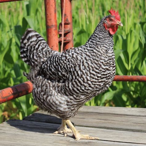 Barred Plymouth Rock Chickens, Barred Rock Chickens, Araucana Chickens, Plymouth Rock Chicken, Barred Rock, Best Egg Laying Chickens, Day Old Chicks, Chicken Tractors, Plymouth Rock