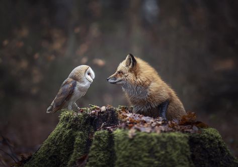 Fox Pictures, Pretty Animals, Woodland Creatures, Animal Photo, Cute Little Animals, Nature Animals, 귀여운 동물, Animals Friends, In The Woods