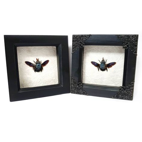 There are a couple of blue carpenter bee frames on my etsy now These little ladies aren't the most perfect or the most blue and fuzzy but they are still lovely and deserve homes! #bee #bees #carpenterbee #bluebee #bumblebee #wings #fuzzy #entomology #insects #framedinsects #insectframe #entomologyframe #beautifulbugs #taxidermy #insecttaxidermy #oddities #curiosities #curiocollection #wunderkammer #beautyinnature #naturalcolour #cutecreatures #nature #naturalhistory #althomedecor #weirdwallart # Blue Carpenter Bee, Insect Taxidermy, Carpenter Bee, Beautiful Bugs, Cute Creatures, Taxidermy, Natural History, Bumble Bee, Insects