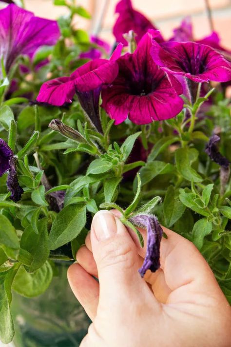 How To Fix Leggy Petunias, How To Care For Petunias, How To Take Care Of Petunias, How To Deadhead Petunias, How To Prune Petunias, Petunias In Flower Beds, Petunia Problems, Wave Petunias Flower Bed, Petunia Care Tips