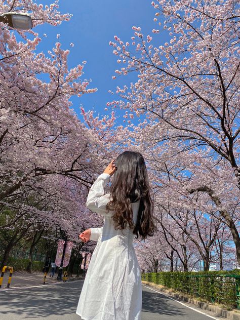 cherry blossoms (sakura) during spring in korea. white dress summer. Cherry Blossom Pose Ideas, Sakura Outfits Cherry Blossoms, Japan Cherry Blossom Outfit, White Outfit Photoshoot, Spring In Korea, Outfits Spring Aesthetic, Cherry Blossom Outfit, Blossom Pictures, Cherry Blossom Pictures