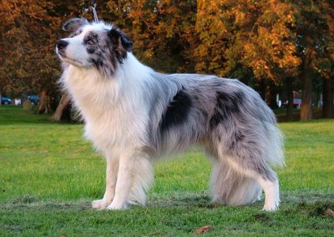 The Blue Merle Border Collie: 5 Things You Didn't Know Blue Border Collie, Border Collie Merle, Blue Merle Border Collie, Blue Merle Collie, Merle Border Collie, Unique Dogs, Border Collie Puppies, Australian Shepherd Dogs, Labrador Retriever Puppies