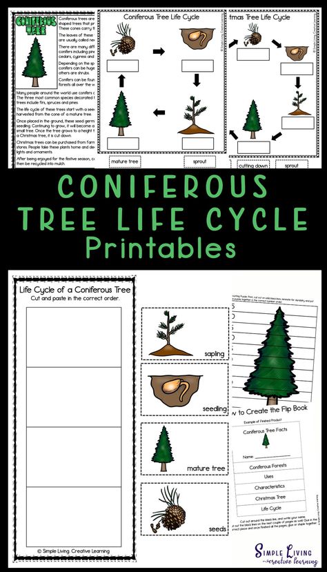 Evergreen And Deciduous Trees Activities, Tree Activities For Kindergarten, Tree Life Cycle Preschool, Life Cycle Of A Tree, December Homeschool, Christmas Study, Tree Worksheet, Tree Unit, Life Cycles Preschool