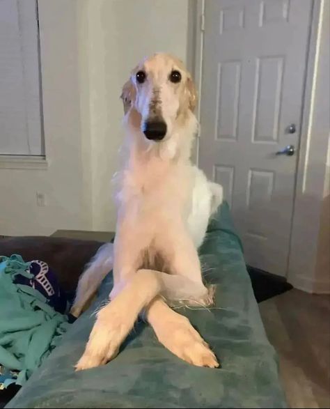 Borzoi Puppy, Borzoi Dog, Goofy Dog, Mia 3, Cute Pets, Silly Dogs, Fun Cute, My Pet, Silly Animals