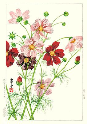 Cosmos | Japanese art print by Hodo Nishimura (active early … | Flickr Flower Japanese, Antique Botanical Print, Cosmos Flowers, Vintage Botanical Prints, Japanese Flowers, Japanese Woodblock Printing, Japanese Painting, Botanical Drawings, Japan Art