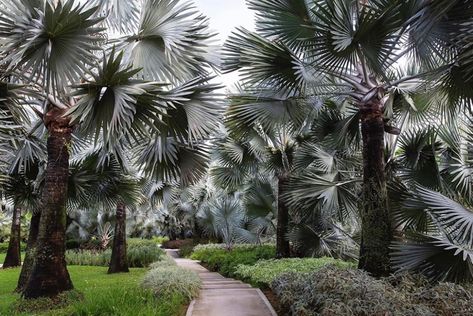 Interior Design & Home Decor on Instagram: “The lush metropolis of Singapore, a divine city in nature. ⁠ ⁠ 📸 : @clairetakacs” Claire Takacs, Bismarck Palm, Gardening Tricks, Easy Gardening, Easy Garden, Instagram Art, Gardening Ideas, Metropolis, In Nature