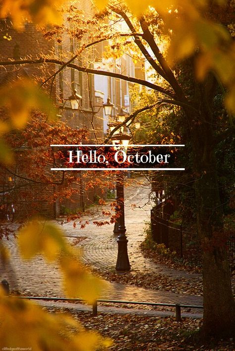 Hello, beautiful, magical October! Thanksgiving Tree, Hello October, Trik Fotografi, Autumn Beauty, Seasons Of The Year, E Card, On The Ground, Utrecht, Months In A Year