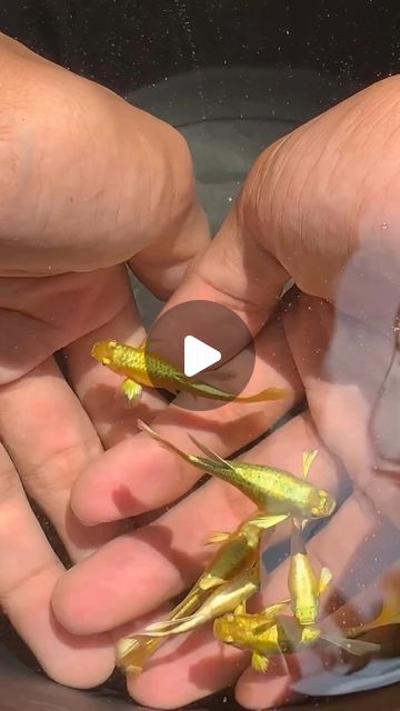 Hygger Aquarium on Instagram: "24K Golden guppies 😍

Guppies are a small, pretty species of fish that are extremely popular for home aquariums. While they’re fun in captivity, in the wild they can cause major trouble. Native to South America, guppies are an invasive species on nearly every other continent and, as a result, have led to declining native fish populations. 

#hygger #hyggeraquarium #aquariumtank #aquariiumfishlove" Butterfly Koi, Guppy Fish, Home Aquarium, Fresh Water Tank, Invasive Species, Clear Blue Sky, Freshwater Aquarium, Urban Farming, Aquariums