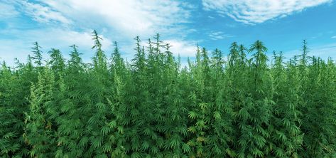 Thieves Mistakenly Steal Hundreds of Hemp Plants In France | Ganjapreneur Growing Hemp, Hemp Farm, Sustainable Housing, Farm Plans, Farm Field, Hemp Oil, Cbd Oil, Law Enforcement, British Columbia