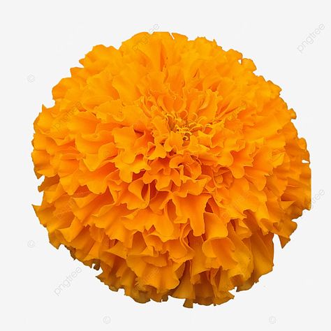 Merrygold Flowers, Marigold Clipart, Haldi Card, Flower Marigold, Surrealism Fashion, Flower Png Images, Marigold Flowers, Wallpaper Images Hd, 4k Wallpaper For Mobile