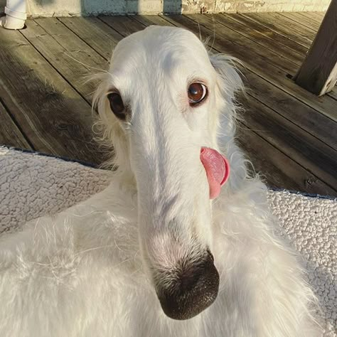 Long Face Dog, Funny Pics Of Dogs, Borzoi Dog, Pics Of Dogs, Goofy Dog, Rare Dogs, Rare Dog Breeds, Long Nose, Silly Dogs