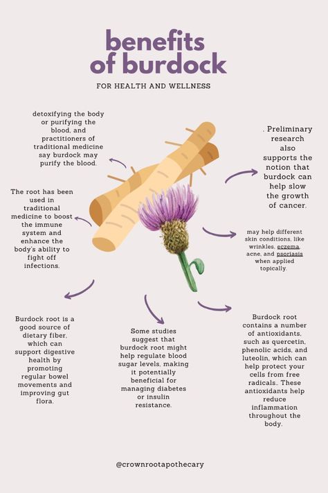 Burdock is a powerhouse for your holistic health toolkit, with several benefits from skin health to gut health and even properties to assist in detoxing! ✨ Burdock Benefits, Burdick Root Benefits, Bladderwrack Benefits For Women, Burdock Root Tea Benefits, Burdock Root Benefits, Medicinal Herbs Remedies, Homeopathy Medicine, Herbal Remedies Recipes, Medical Herbs