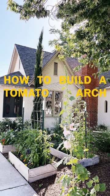 Erin Perez Hagström on Instagram: "i broke up with tomato cages and i’m never looking back. the tomato arch trellis is now my preferred support system, and it really is as simple as securing a cattle panel between four garden fence posts and just guiding your plant up over the arch. best for indeterminant varieties because they grow as long as you let them, easily up and over this roughly 6’ tall arch and pretty enough for my front yard urban garden. i planted mostly red cherry and yellow pear Cherry Tomato Trellis, Tomato Trellis, Cattle Panels, Arch Trellis, Tomato Cages, Fence Posts, Cherry Tomato, Never Look Back, Fence Post