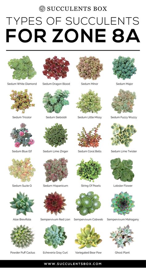 CHOOSING SUCCULENTS FOR ZONE 7 & 8 - TEXAS, GEORGIA, VIRGINIA AND NORT - Succulents Box Succulent Greenhouse, Succulent Decorations, Different Types Of Succulents, Succulent Names, Types Of Succulents Plants, Kaktus Dan Sukulen, Charleston Gardens, Succulent Bowls, Succulent Collection