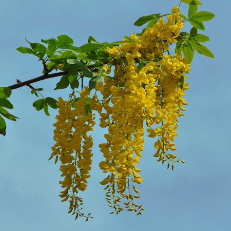 Laburnum (laburnum anagyroides)...pensive beauty or forsaken. Dorian Gray Tattoo, Golden Chain Tree, Flower Dictionary, Ginger Rhizome, Trees Landscaping, Gray Tattoo, Flowers To Paint, The Language Of Flowers, Tree Seeds