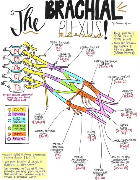 Nerve Drawings // The Brachial Plexus and its Course through the Upper Extremity — Breanna Spain Blog Nerves Of Upper Limb, Lumbar Plexus Anatomy, Brachial Plexus Mnemonics, Lumbar Plexus, Nerve Anatomy, Pt School, Brachial Plexus, Physical Therapy School, Physical Therapy Student