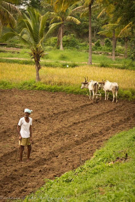 https://flic.kr/p/a2ee3f | Indian Farmer with Ox Plough Indian Agriculture Photos, Nature Indian, Farmers Photography Indian, Indian Agriculture, Farmers Pictures, Indian Farmers Images, Farmers Life, Farmer Pictures, Farmer Wallpaper