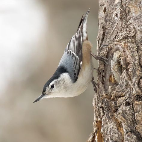 White-breasted Nuthatch makes its way down a tree in the Boreal forest. • • • • • #birds_adored #bird_brilliance #nuts_about_birds Nuthatch Bird Tattoo, Nuthatch Bird, Forest Birds, Animal Inspiration, Cottage Crafts, Boreal Forest, Bird Photos, Watercolor Ideas, All About