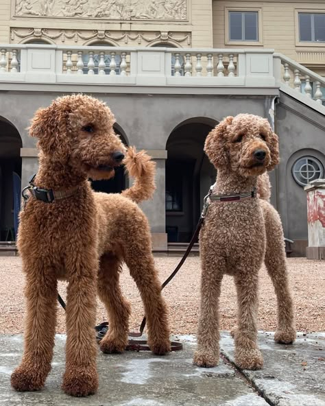 Cute Standard Poodle Haircuts, Medium Poodle Haircut, Standard Poodle Haircut Styles Winter, Standard Poodle Brown, Moyen Poodle Haircut Styles, Teddy Bear Cut Poodle, Standard Poodle Teddy Bear Cut, Goldendoodle Standard, Standard Poodle Haircut Styles