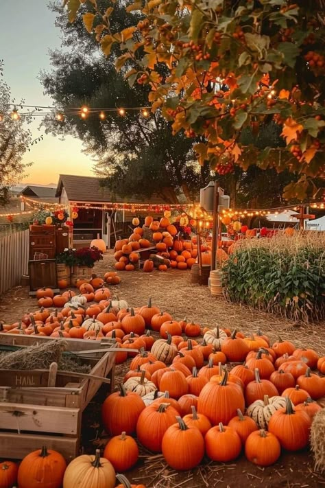 Autumn Pumpkin Patch, Pumpkin Fall Aesthetic, Fall Pumpkin Aesthetic, Pumpkin Patch Wallpaper, Fall Aesthetic Photos, Aesthetic Pumpkin Patch, Fall Aesthetic Pumpkin, Cute Fall Aesthetic, Pumpkin Patch Aesthetic