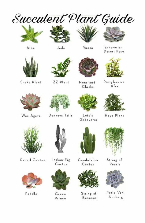 Types Of Cactus Plants, Different Types Of Succulents, Types Of Cactus, Zebra Plant, Cactus Types, Alpine Plants, Types Of Succulents, Plant Guide, Garden Types