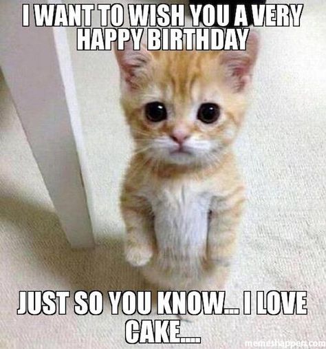 I want to wish you a very happy birthday just so you know, i love cake - cat birthday meme Cat Birthday Memes, Happy Birthday Humorous, Happy Birthday Wishes For A Friend, Funny Happy Birthday Meme, Happy Birthday Cat, Bday Wishes, Funny Happy Birthday Wishes, Birthday Memes, Happy Birthday Quotes Funny