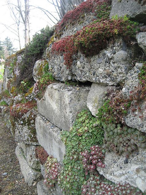 Hopefully this is what my garden wall will turn out to look like one day.  We're off to a good start! Stone Landscaping Ideas, Sloped Landscaping, Plant Scenery, Hillside Landscape, Rock Wall Gardens, Garden Landscaping Design Ideas, Landscaping Projects, Stone Fence, Lush Plants