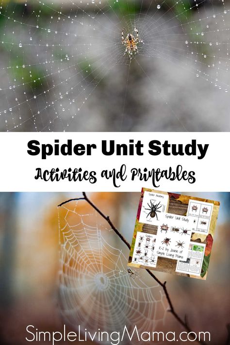 Spider Lessons For Kindergarten, Types Of Spider Webs, Cool Spiders, Spiders Unit Study, Spider Nature Study, Animal Adaptations Experiments, Spider Unit Study, Parts Of A Spider, Spider Lessons