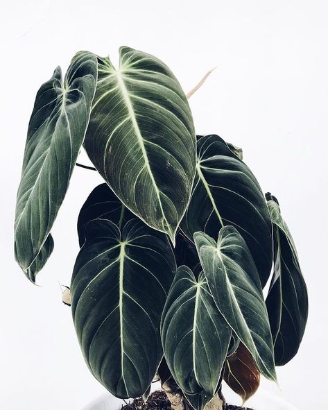 Philodendron Glorious, Philodendron Melanochrysum, Plant Goals, Plants Are Friends, House Plants Decor, Cactus Y Suculentas, House Plants Indoor, Pretty Plants, Green Life