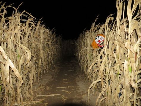 Haunted Corn Maze Ideas, Scary Cornfield Decorations, Field Of Screams, Haunted Corn Field Decor, Haunted Corn Maze Aesthetic, Halloween Corn Maze Aesthetic, Scary Cornfield, Clown In A Cornfield Aesthetic, Haunted Farm Aesthetic